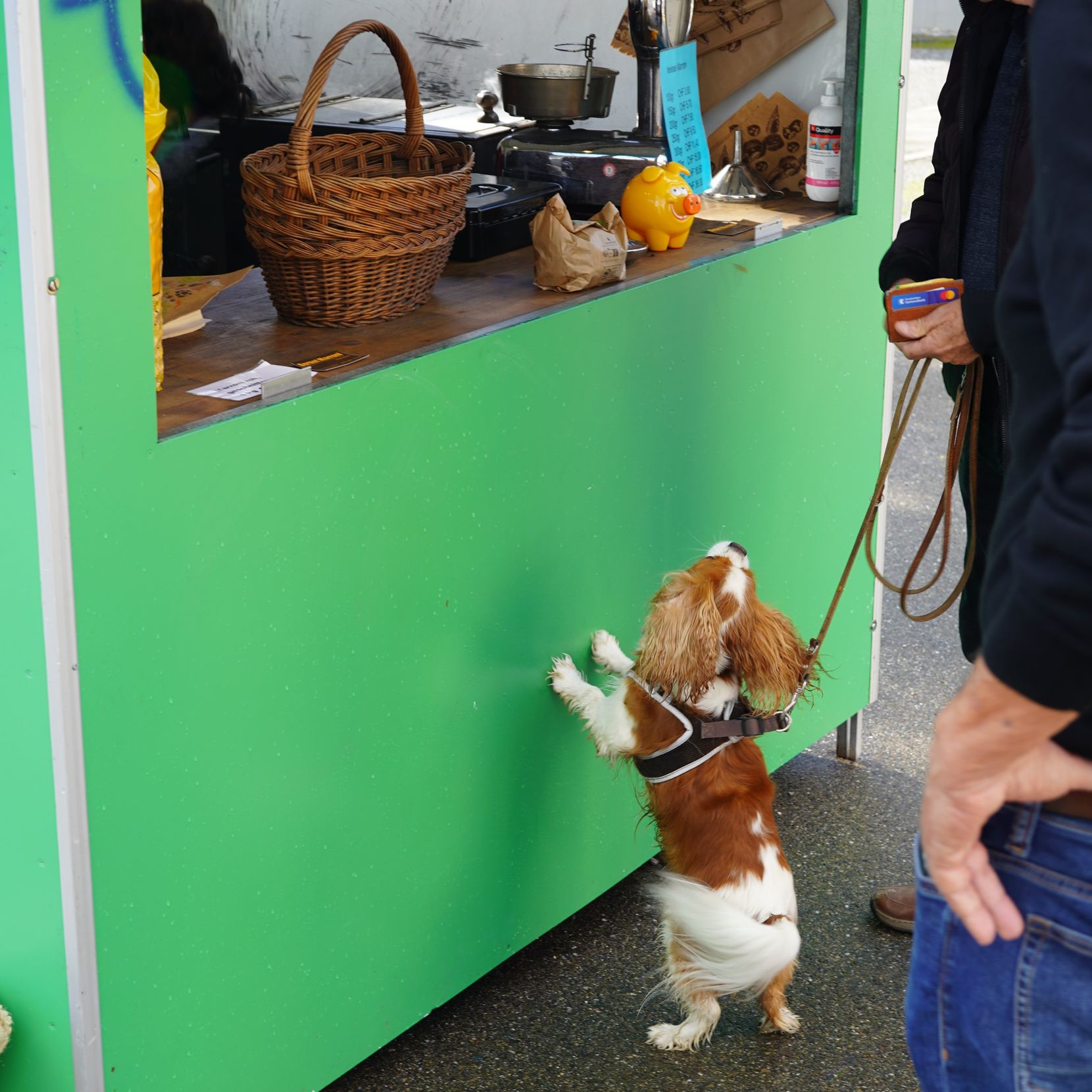 Ein kleiner Hund bettelt am Marronistand nach Marroni.